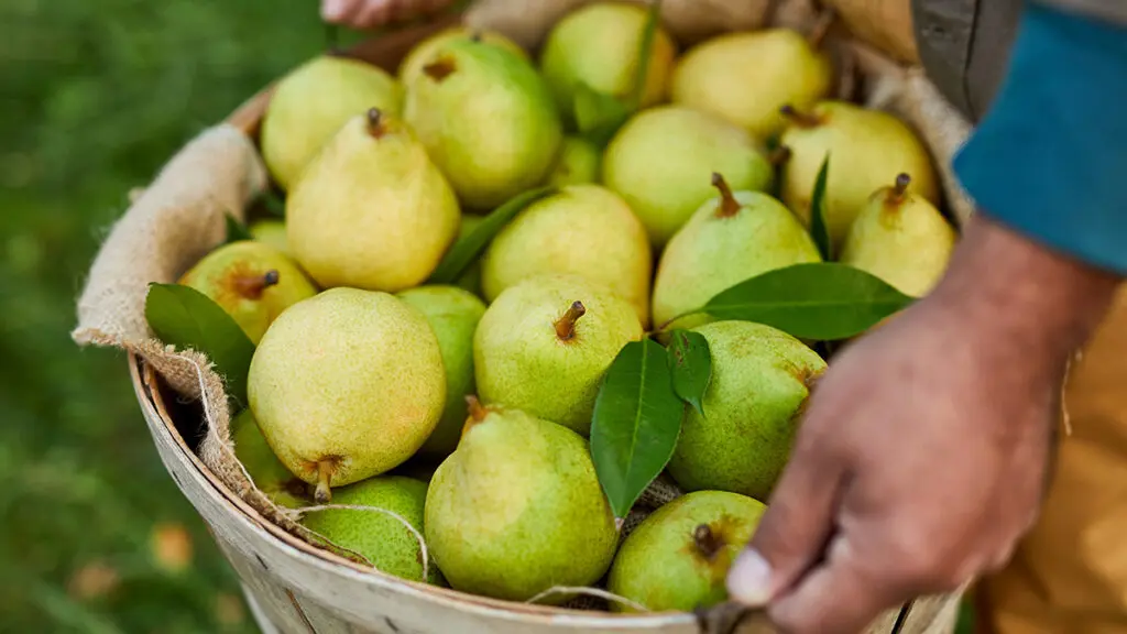 Types of pears in a basket with two hands holding the basket.