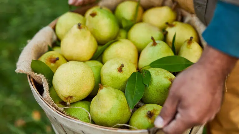 Types of pears in a basket with two hands holding the basket.