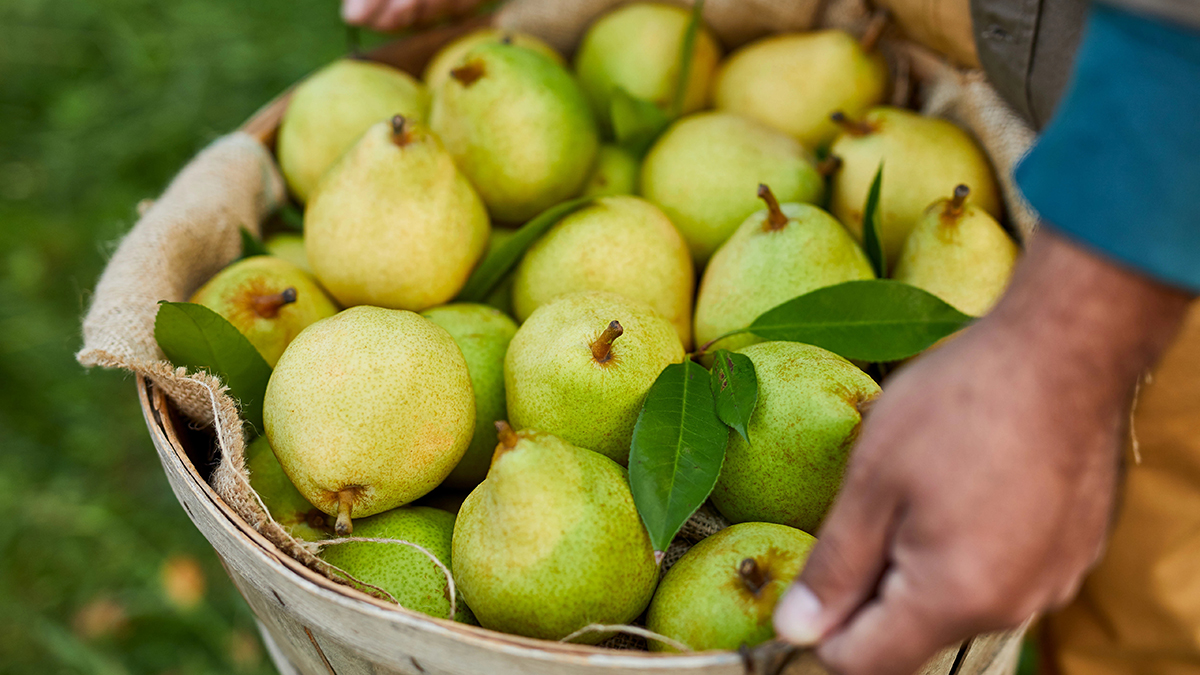 Types of Pears & Other Pear Facts