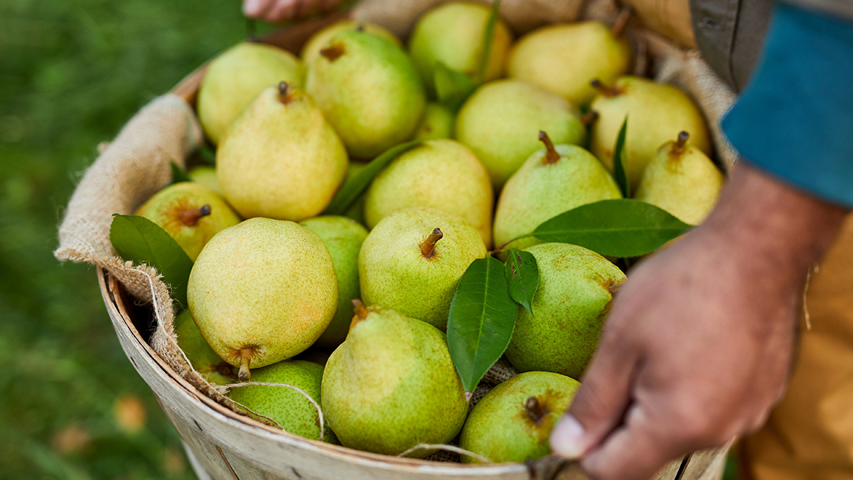 Comice Pears Information and Facts