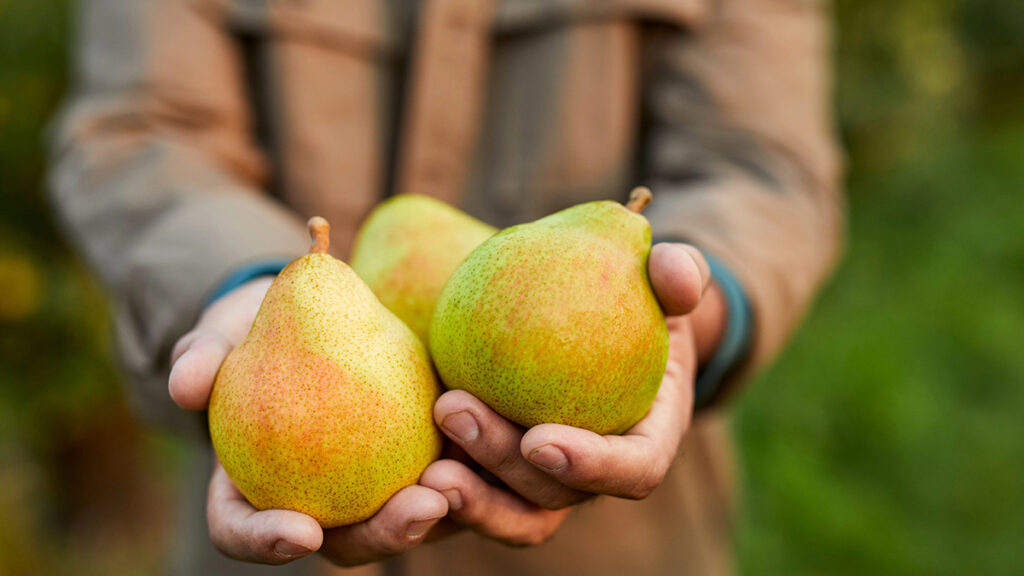 Fresh pears in male hands. Juicy flavorful pears in box, basket