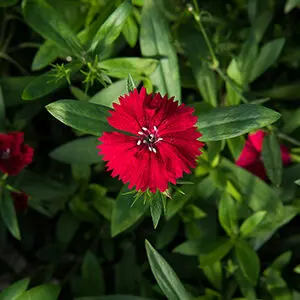 Fall recipes with a closeup of a red flower on a bush.