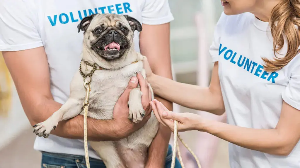 Fall date ideas with two people wearing volunteer shirts and holding a pug.