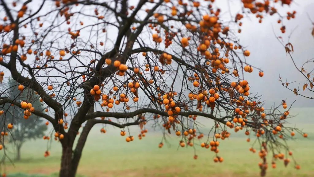 Persimmon tree outside.