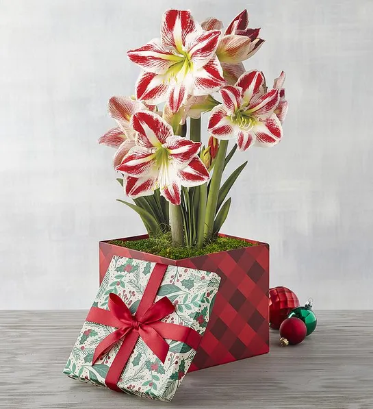 christmas gifts her candy cane amaryllis