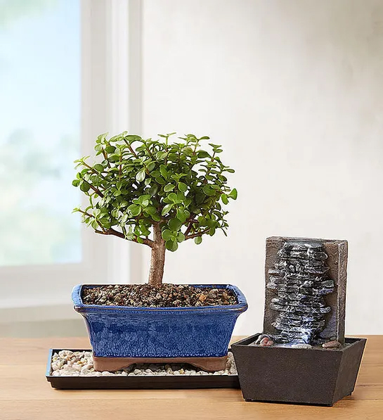 Regalos para empleados con un bonsái junto a una pequeña fuente.