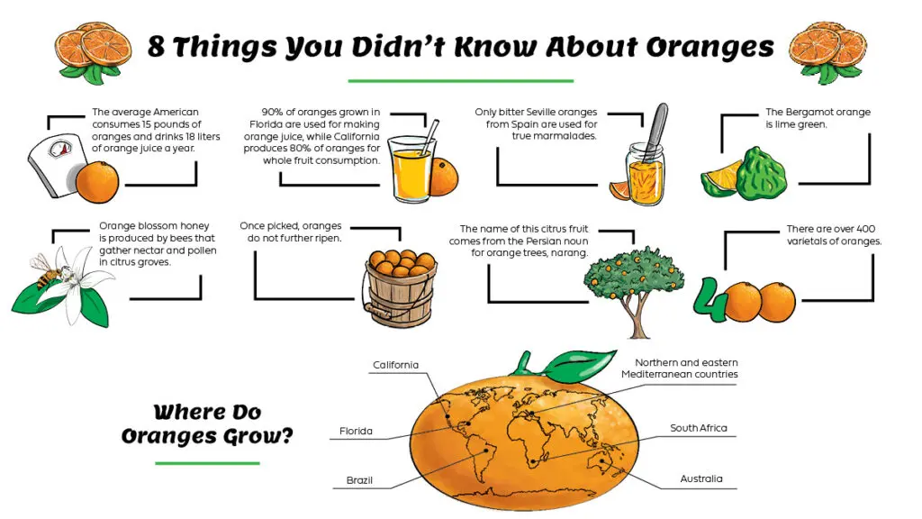 Guide to oranges infographic horizontal.