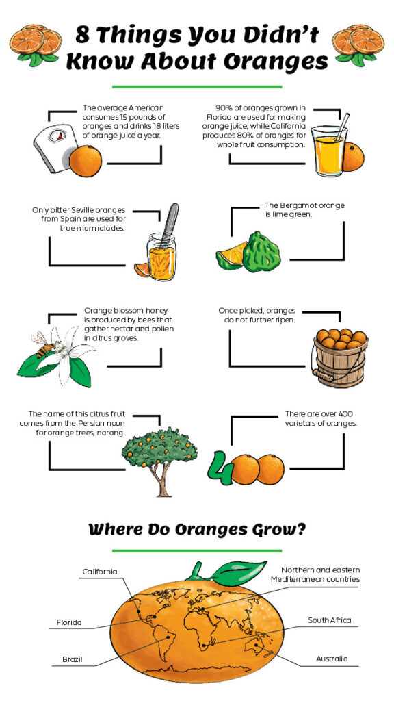 Guide to oranges infographic vertical.