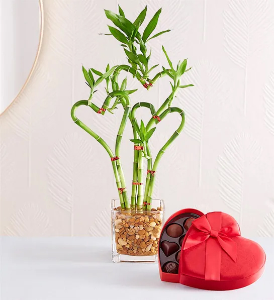 Valentine's Day gifts for her with a bamboo plant shaped like hearts next to a box of chocolates.