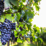 Everything You Need to Know to Enjoy Cabernet Sauvignon