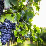 A Wine Lover’s Guide to Enjoying Cabernet Sauvignon