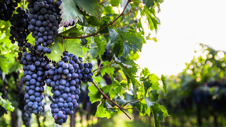 Cabernet sauvignon grapes hanging on a vine.