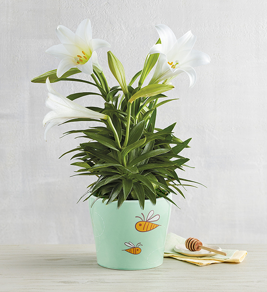 Easter lily in a pot.