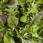 April’s Veg of the Month: Spring Mesclun