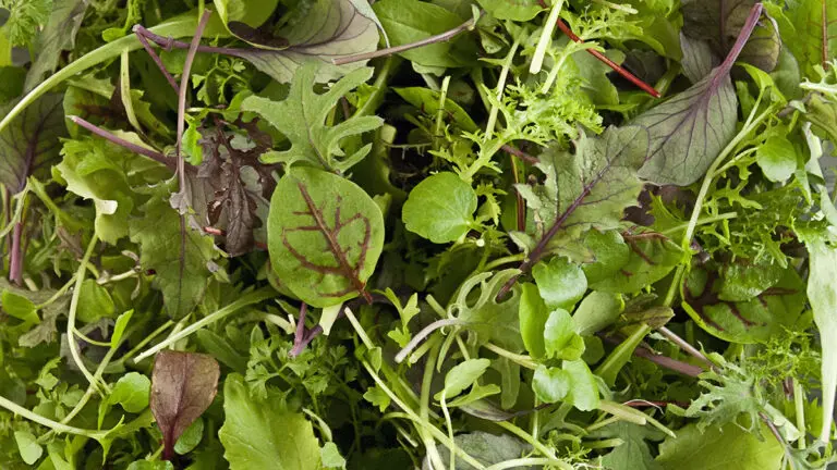 Mesclun spring mix in a bowl.