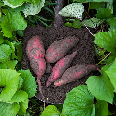 Sweet potatoes in the ground.