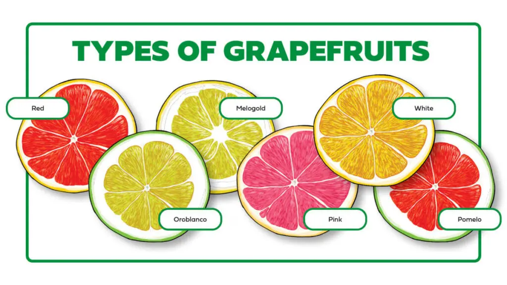 types of grapefruits horizontal infographic
