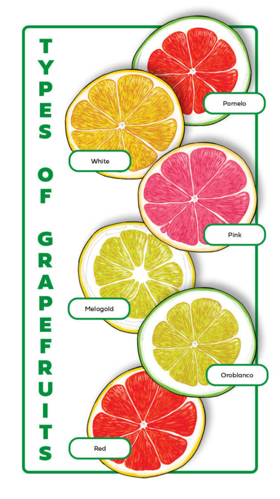 types of grapefruits vertical infographic
