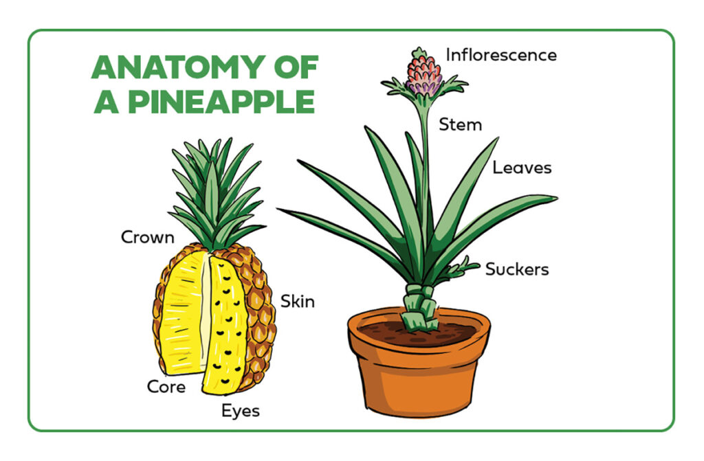 Types of Pineapple Pineapple Facts The Table by Harry & David