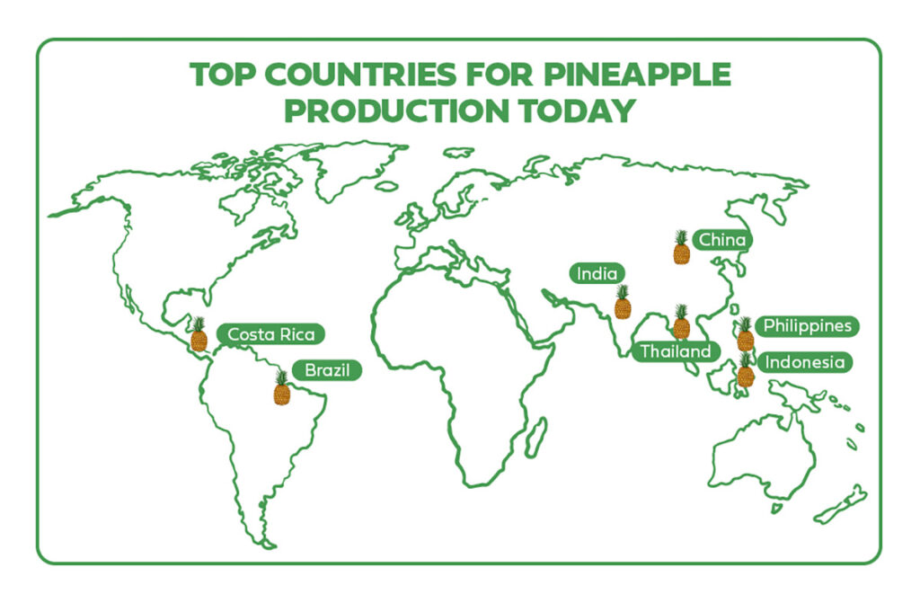 Types of pineapple around the world with a map of the globe.