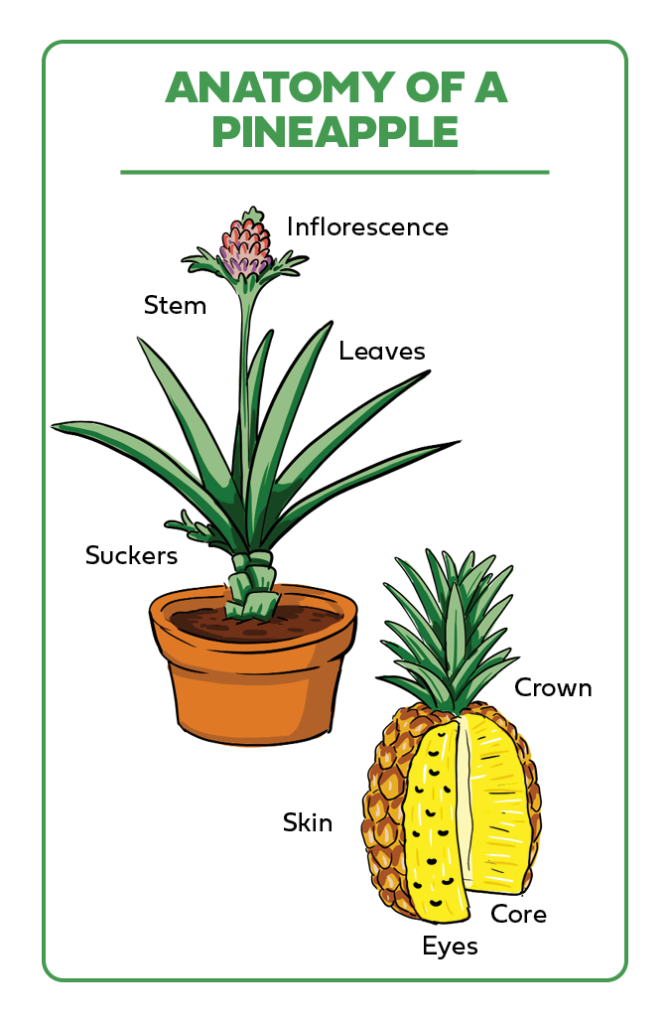 types of pineapple anatomy
