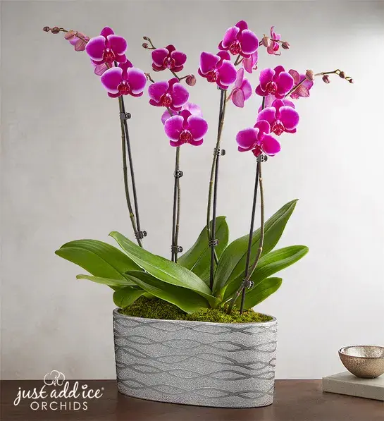 Mother-in-law gifts with a purple orchid plant.