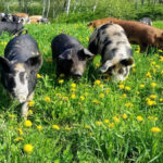 Responsible Pork: Why It Matters
