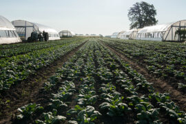 Field of spinach