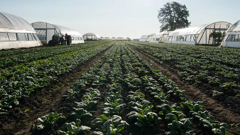 Field of spinach