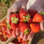 A Short and Sweet Guide to Strawberries