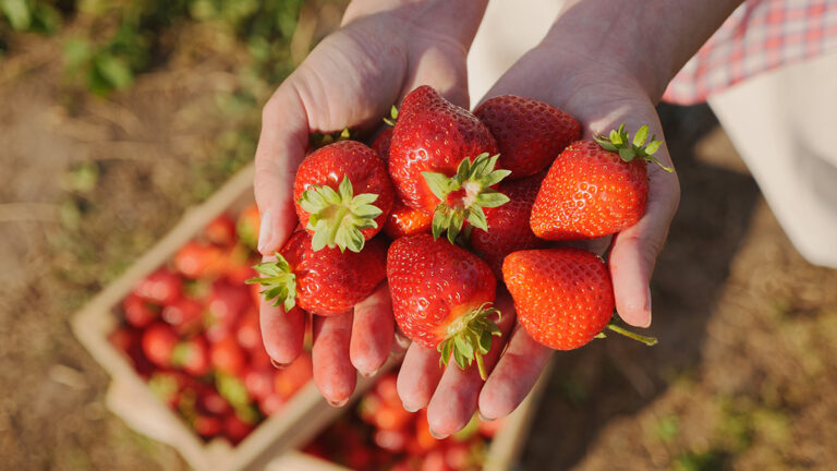 Types of strawberries cupped in two hands with more crates of strawberries behind.
