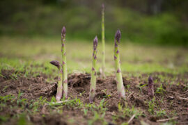 asparagus in ground