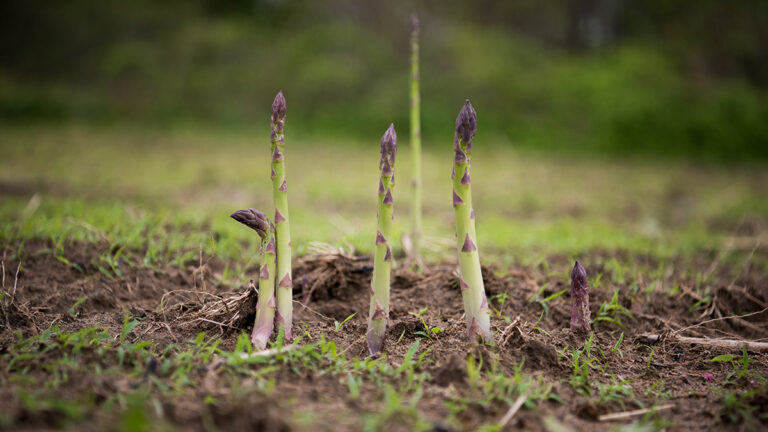 asparagus in ground