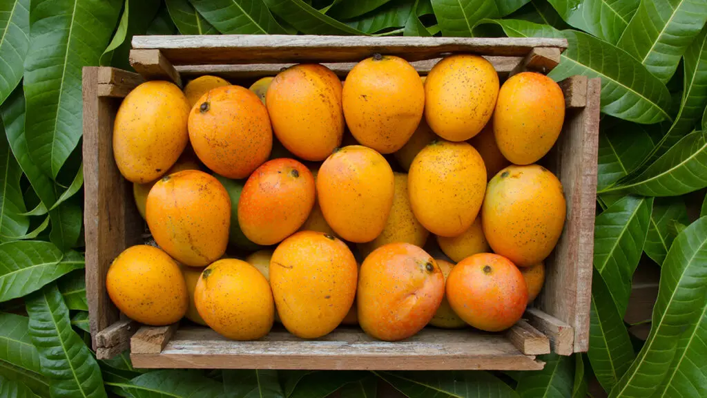 Mangoes tropical fruit in wooden basket on green leaf background