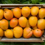 A Very Thorough Guide to Mangoes