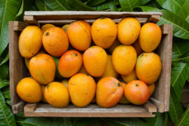 Mangoes tropical fruit in wooden basket on green leaf background