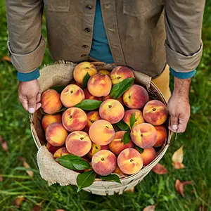 Types of peaches in a basket.