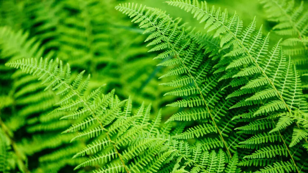 Benefits of plants with a closeup of a fern.