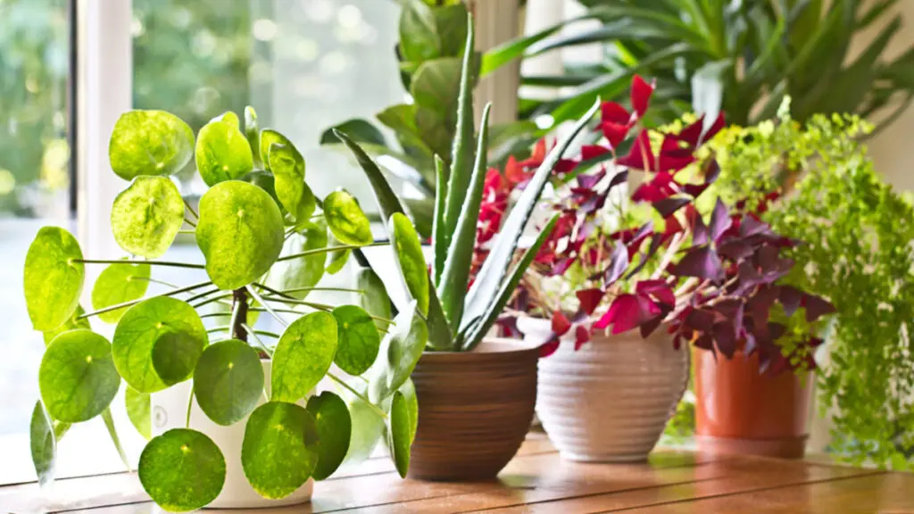 Benefits of plants in the house.