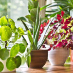 The Many Health Benefits of House Plants