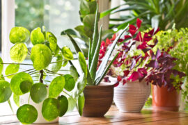 Benefits of plants in the house.
