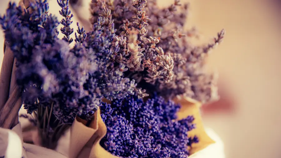 Benefits of plants with bundles of lavender.