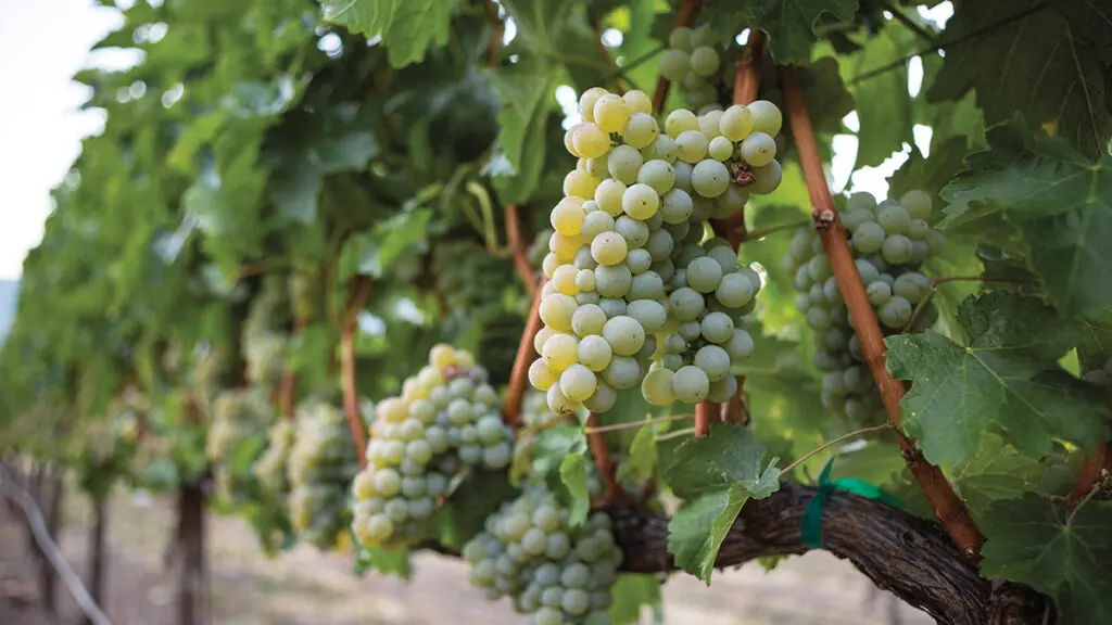 Sauvignon blanc grapes on the vine in a vineyard.
