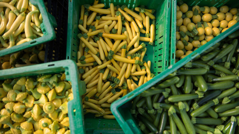 Summer squash in bins.