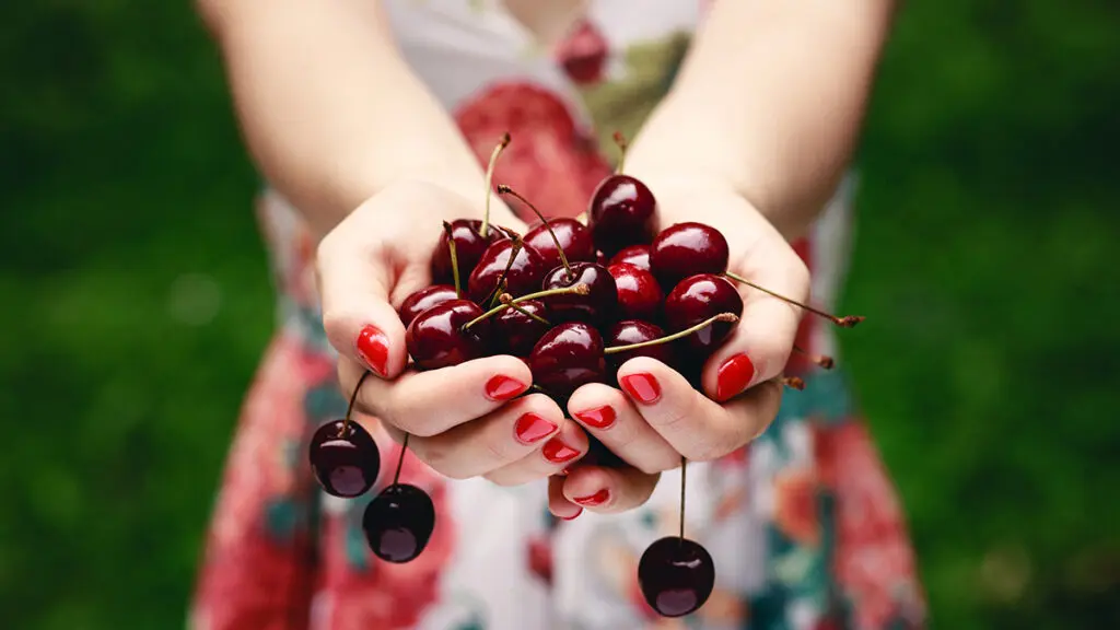 Types of cherries in a pair of hands.