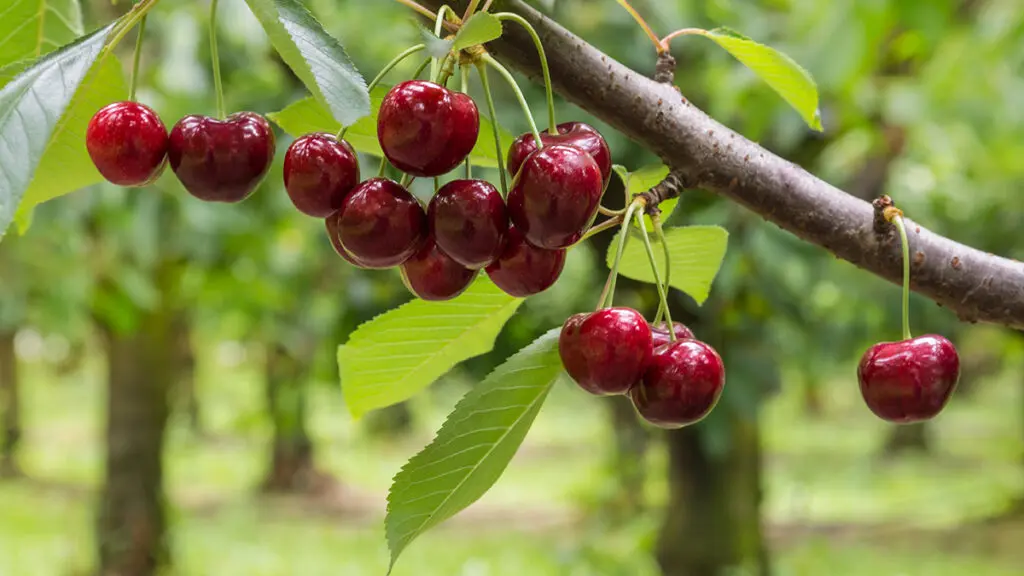 Types of cherries on a branch.