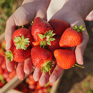 Strawberries in hands.