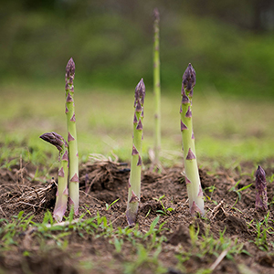 Asparagus shooting up from the ground.