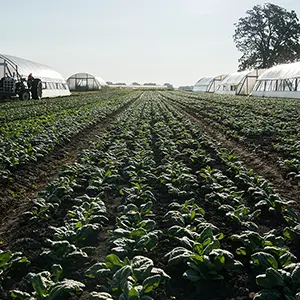 Rows of spinach in the ground.