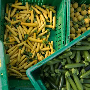 Summer squash in bins.